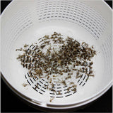 Đèn bắt muỗi sakura - nhật bản